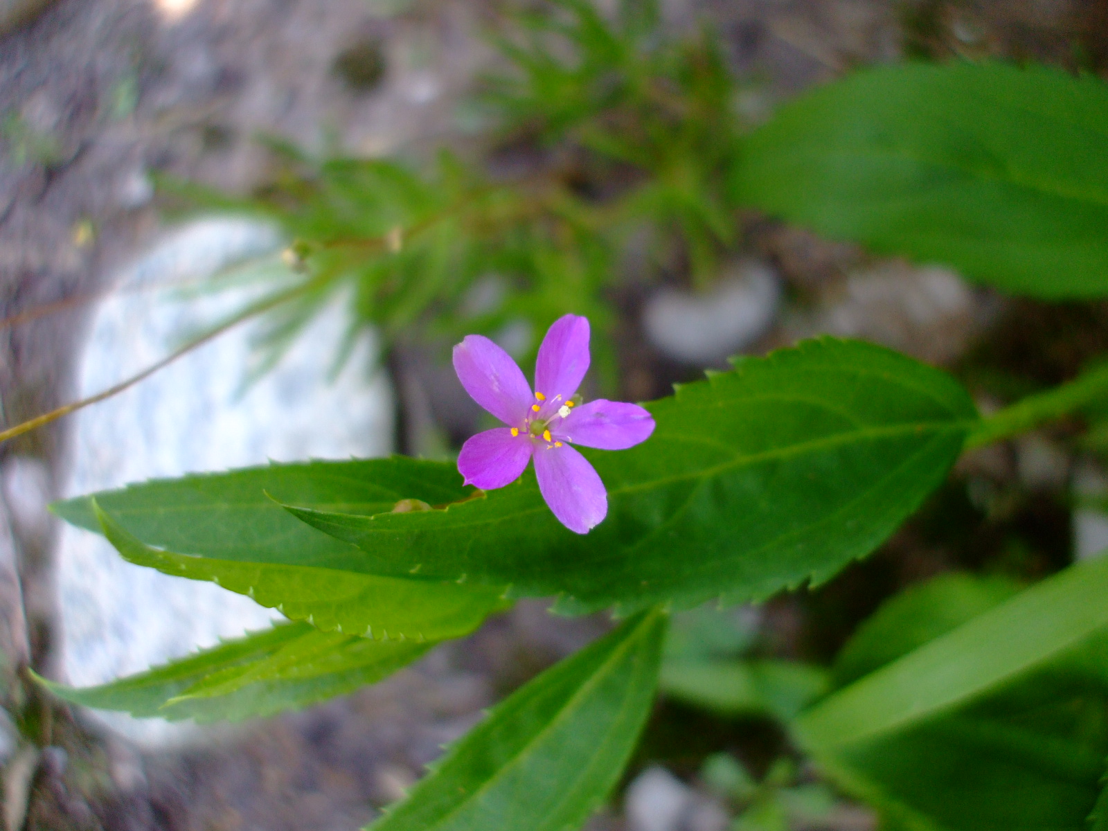 Talinum teretifolium